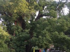 -封龙山风景区