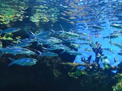 -华夏文旅海洋公园