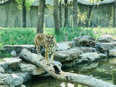 -北京野生动物园