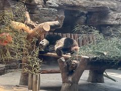 -石家庄市动物园