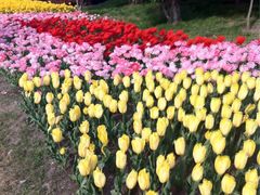 iphone_upload_pic-上海鲜花港