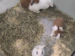 -季高兔窝窝亲子园(上海薰衣草公园店)