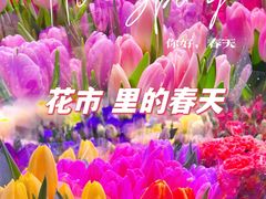 -花鸟鱼虫鲜花绿植市场(玉泉路店)