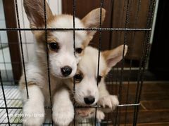 -艾贝尔宠物医院 ·内科全科(梁溪路店)