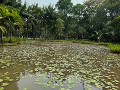 -中国科学院西双版纳热带植物园