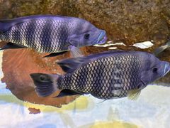 -上海海洋水族馆