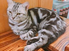 -猫色咖啡·猫咖