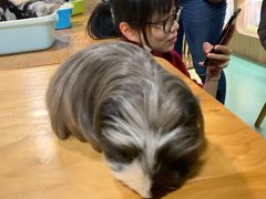 -藦茜花园宠物主题亲子互动体验馆(国顺东路店)