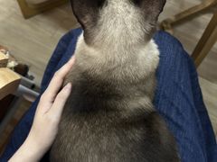 -李小姐の猫咖啡馆(五角场店)