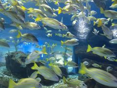 -海合安武汉极地海洋公园