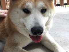 -柴犬高等学院·狗咖·柴犬售卖·宠物训练
