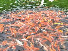 -广东罗浮山风景名胜区