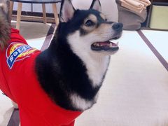 -逗柴咖啡屋·狗咖猫咖宠物桌游