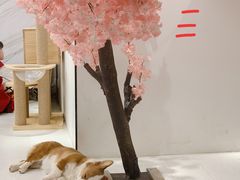 -浣熊柯尔鸭土拨鼠·电玩咖