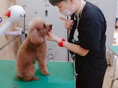 -优缇多格专业宠物美容师培训学校