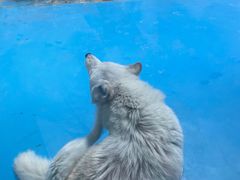 -泉城欧乐堡海洋极地世界