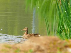 -东郊湿地公园