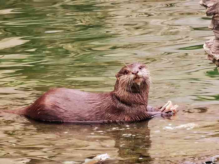 102人赞盐巴翠西091610月10日 19:31打分想看大熊猫,于是来了北京动物