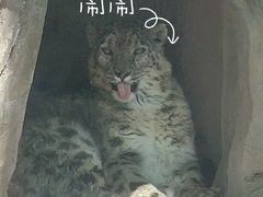 -青藏高原野生动物园
