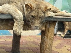 -大连森林动物园