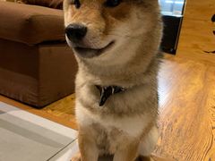 -柴务处·柴犬主题狗咖