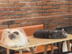 -豆逗聊愈猫阁Easy Life
