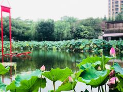 -陈家山荷花公园
