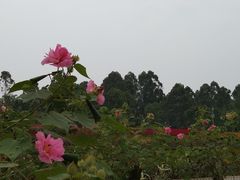-天府芙蓉园