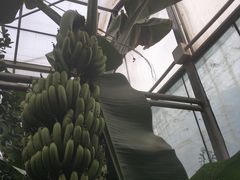 -呀路古热带植物园