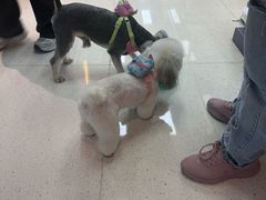 -帕帕拉兹宠物(亚洲旗舰店)