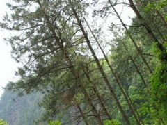 景点-旗山国家森林公园