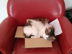 -纳吉亚猫专科动物诊疗中心(蒋宅口分院)