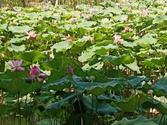 -八大山人梅湖景区