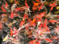 android_upload_pic-中国唐苑