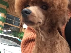 -米苏动物医院·犬猫专科·骨科外科内窥镜