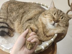 -共舞时光猫咖·狗咖(新街口店)
