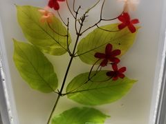 -广东中医药博物馆