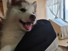 -Husky Go! 哈士奇体验馆·宠物咖啡厅狗咖