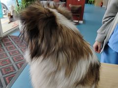 -东日国际动物医院·CT·心脏专科(桃源分院)