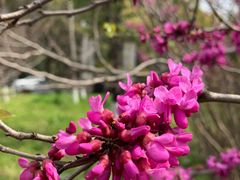 -高东镇樱花园