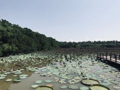 -大湾区中央湿地公园