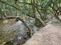 -鼎湖山风景区