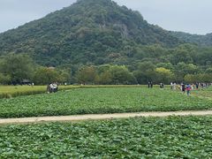 -八卦田遗址公园