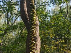 -昆山城市生态森林公园