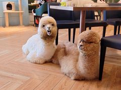 -遇见羊驼·奶狗咖·布偶猫咖·法斗柯基柴犬阿拉斯加(春熙路太古里IFS店)
