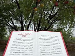-盐城丹顶鹤湿地生态旅游区