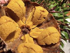 海胆-牛道·和牛九食(市府恒隆广场店)