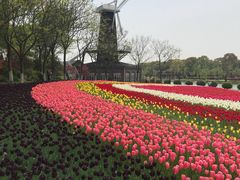 -上海鲜花港