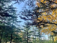 -大兴滨河森林公园