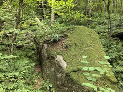 -五营红松林海景区